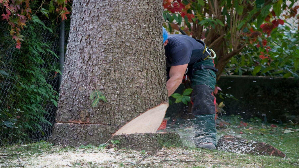 Tree Removal Services 4 Cost to remove a tree in Aiken SC with professional tree removal services