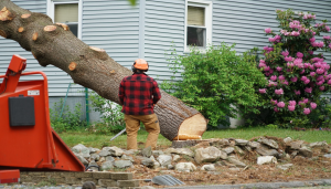 Find Reputable Tree Removal Service Aiken