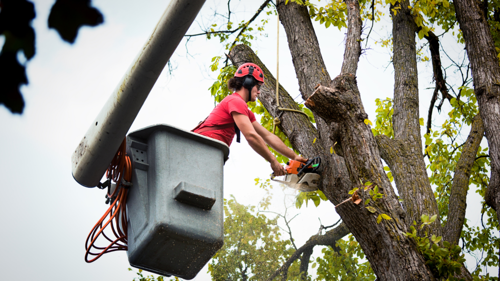 Tree Removal Services 2 Tree removal company in Columbia, SC