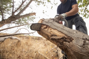tree removal cost