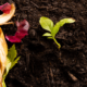 What Exactly Is Eco Soil and How Does It Work? 2 Eco Soil
