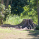 What Is Tree Stump Grinding and Removal? 1 Stump Grinding